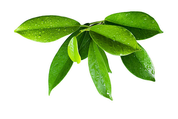 istock Ficus leaves bunch group close up isolated on white background 520741944