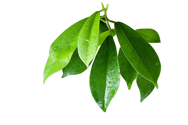 istock Ficus leaves bunch group close up isolated on white background 520742012