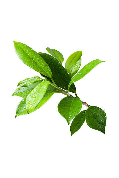 istock Ficus leaves bunch group close up isolated on white background 520742066