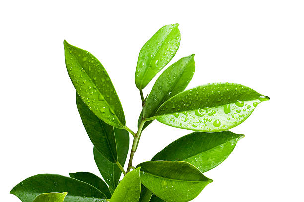 istock Ficus leaves bunch group close up isolated on white background 520742106