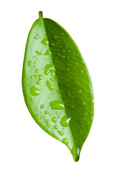 istock Single ficus leaf with droplets close up isolated on white 520742158