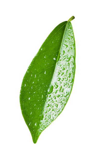 istock Single ficus leaf with droplets close up isolated on white 520742250