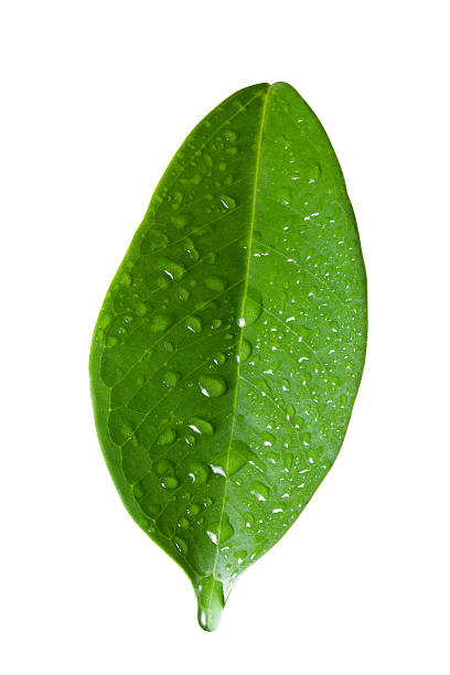 istock Single ficus leaf with droplets close up isolated on white 520742286