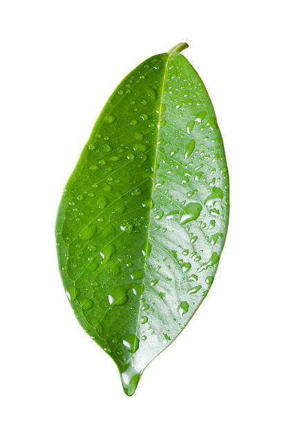 istock Single ficus leaf with droplets close up isolated on white 520742344