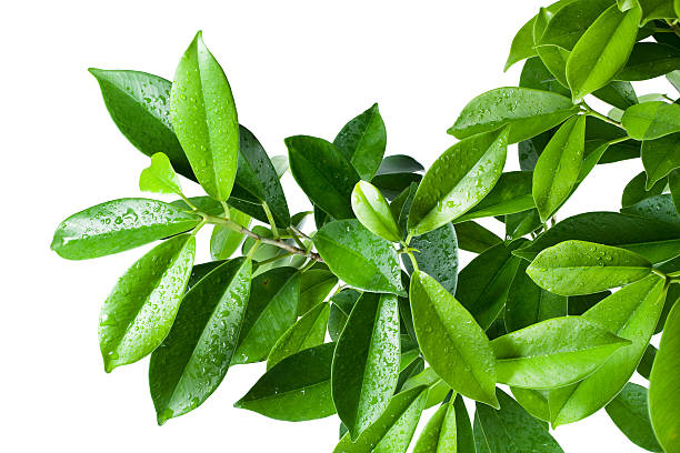 istock Ficus leaves bunch group close up isolated on white background 520742806