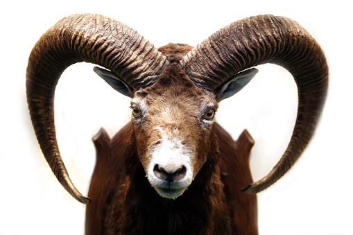 Close up of stuffed male mouflon with big curved horns on white background. Shallow depth of field