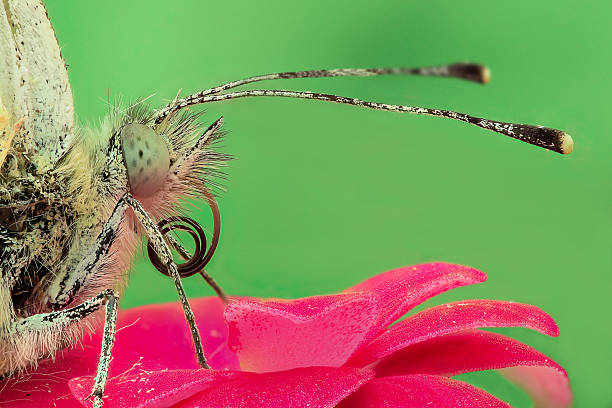 Butterfly on a flower, extreme closeup stock photo