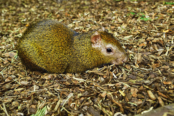 Central American Agouti Central American Agouti dasyprocta punctata photos stock pictures, royalty-free photos & images