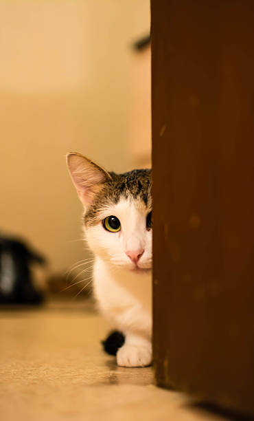 istock the cat looking at you. Toned photo. 520746540