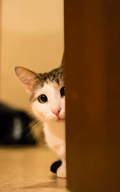 istock the cat looking at you. Toned photo. 520746568