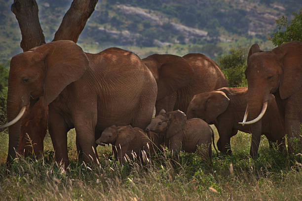 African elephant (Loxodonta africana) cow and her new week old baby on the Savanna on the Masai Mara.
