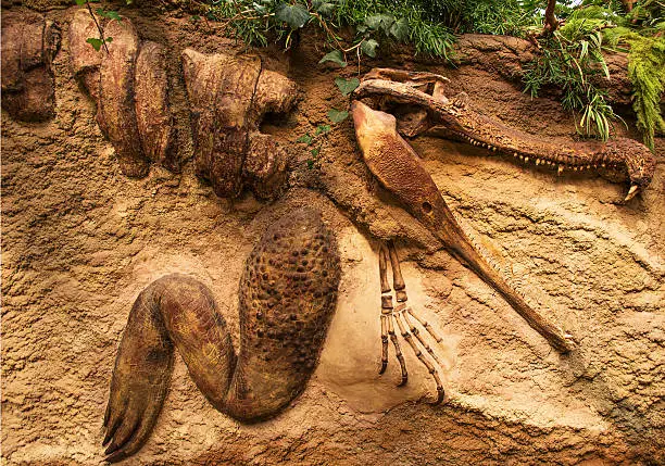 Photo of Crocodile fossil