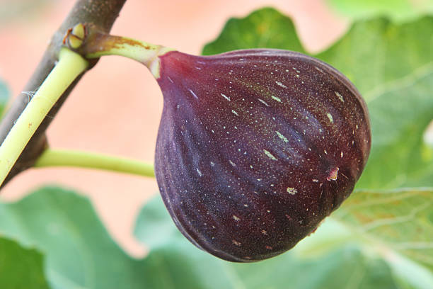 Ripened fruit on a Brown Turkey fig tree - Ficus carica - or common Mission fig - ready for harvest.