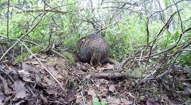 istock Nest of the Lyrurus tetrix, Black Grouse. 520753357