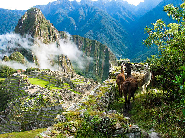 Llamas watch over Machu Picchu covered in mist Llamas watch the morning mist rise over the ancient Inca fortress and sloping stone terraces of Machu Picchu with Huana Picchu in background. machu picchu photos stock pictures, royalty-free photos & images