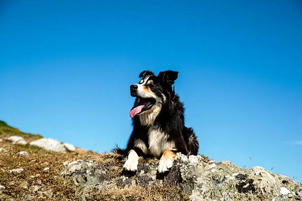 Photo taken looking up at a sheepdog, resting on rocks, panting,looking down on to sheep, with cliff grass and blue sky