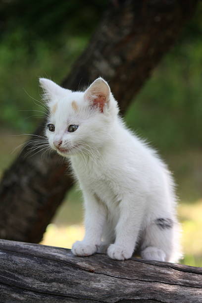 istock White kitten sitting on the tree branch meowing 520755027