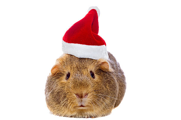 istock Guinea pig in Santa's hat 520755149