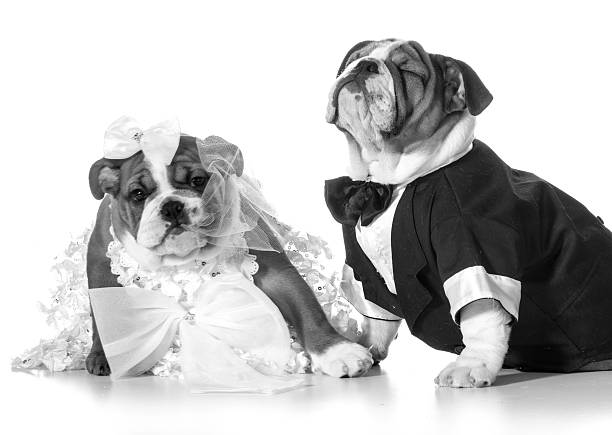 istock dog bride and groom 520756425