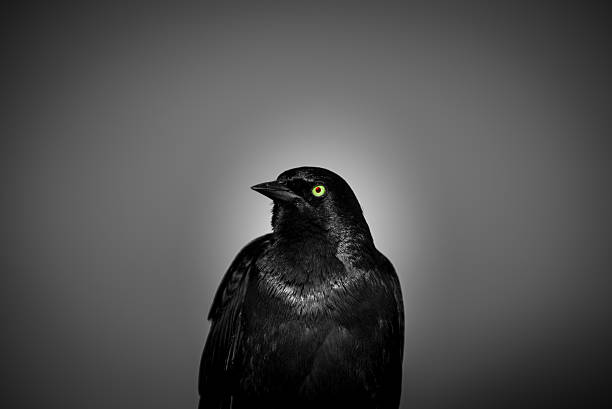 istock Green-eyed Blackbird 520757055