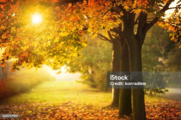 Autumn Tree And Sun During Sunset Fall In Park Stock Photo - Download Image Now - Autumn, Backgrounds, Maple Tree