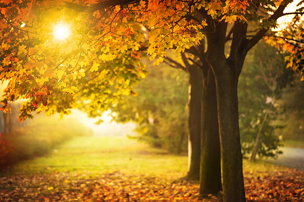 осеннее дерево и солнце на закате, падение в парке — - maple tree autumn tree vibrant color стоковые фото и изображения
