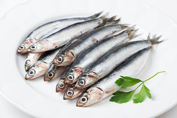 istock Fresh anchovies 520757943