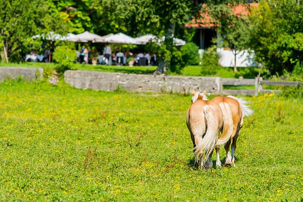 istock Horses on the Farm 520757961