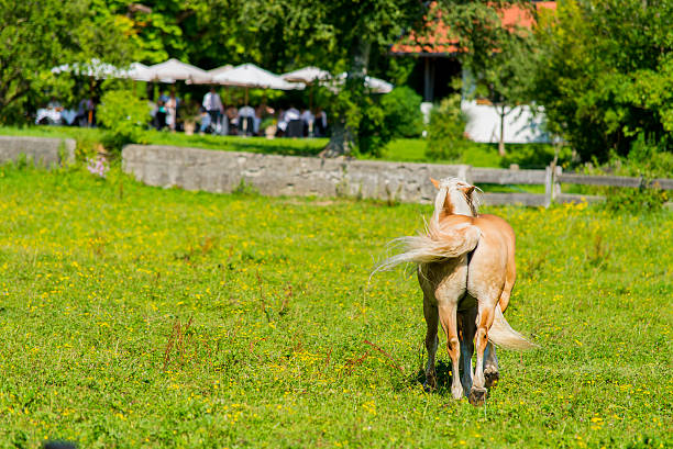 istock Horses on the Farm 520757965