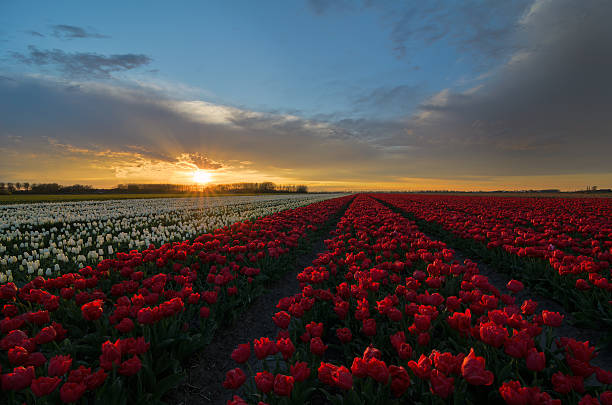 istock Tulip flowers in Holland 520766402