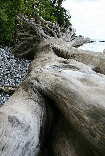 powalone drzewo na plaży - rugen island baltic sea germany white cliffs zdjęcia i obrazy z banku zdjęć