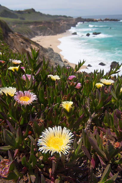 istock Flowers by the side of hikeing path 520768794