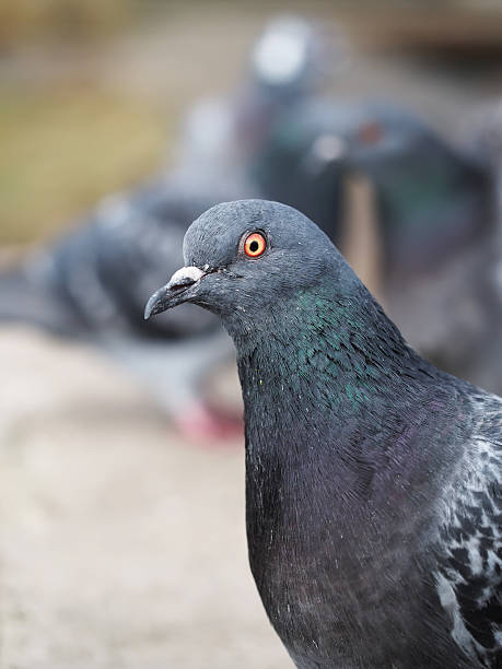 istock dove gray on the lake 520769857