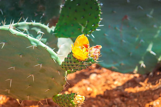 opuntia cato - cactaceous imagens e fotografias de stock