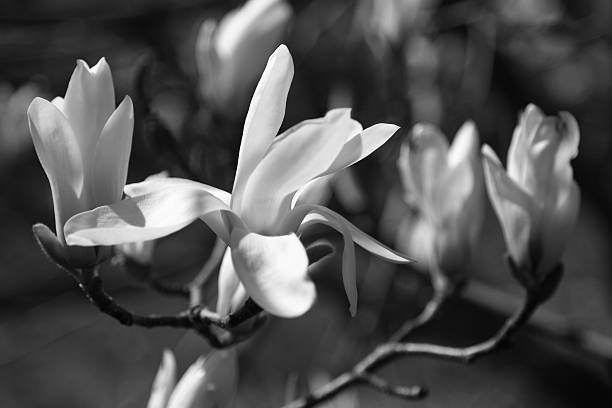 istock Magnolia blossoms, black and white 520769978