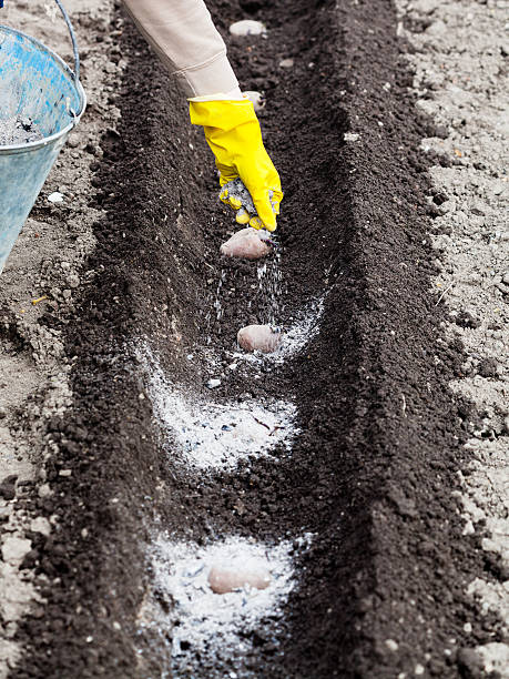 granjero fecunda suelo por orgánicos fertilizante - seedbed fotografías e imágenes de stock