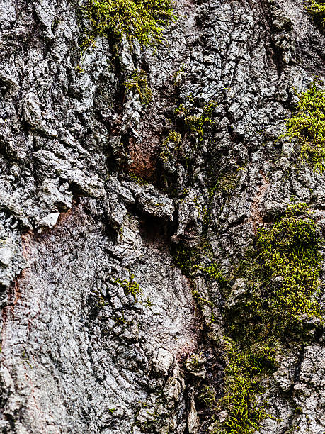 istock cracked bark of old poplar tree and green moss 520770948