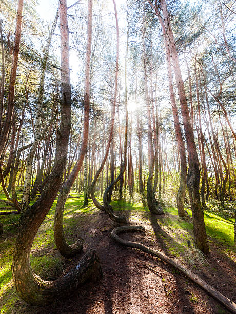 Beautiful morning in the Crooked Forest with sun rays and long shadows.