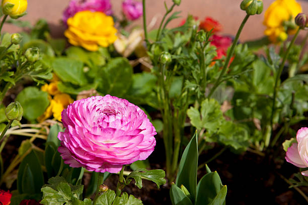 istock Spring flowers in Dijon, France 520771696