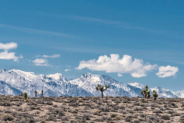 Panormaic image of joshua tree cactus and snow capped Sierra Nevada mountains under a blue sky