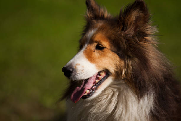 istock Sheltie Dog Profile Headshot with Green Background 520773401