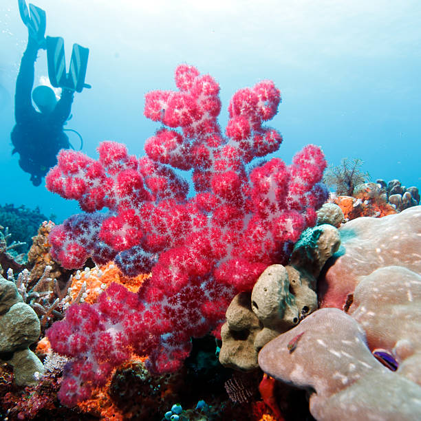 istock Colorful Tropical Reef Landscape 520774201