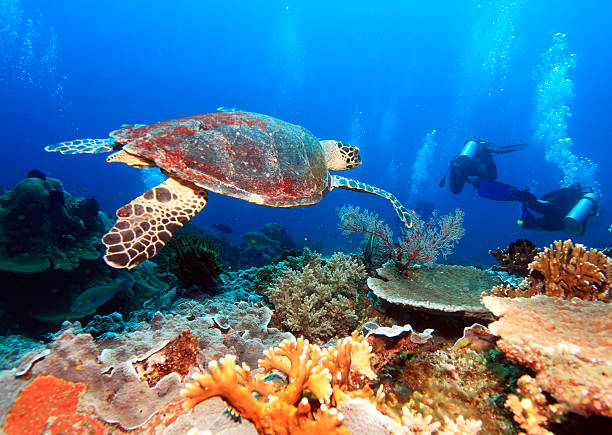 istock Green Sea Turtle near Coral Reef, Bali 520774207