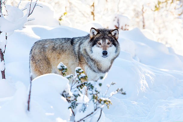 istock Snowy wolf stands in beautiful winter forest 520774484