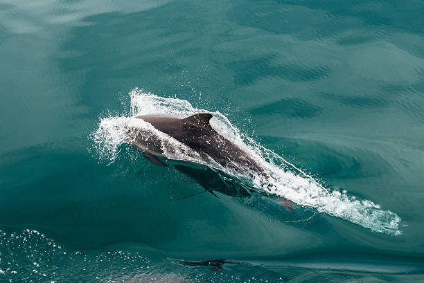 Fast Dolphin in the Wildlife Sea stock photo