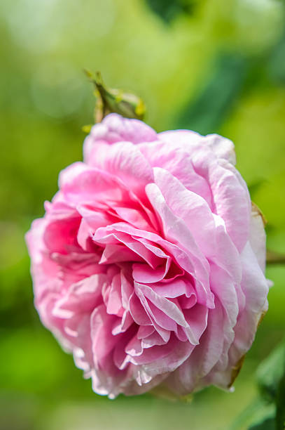 istock beautiful pink rose flowerhead close up 520774706
