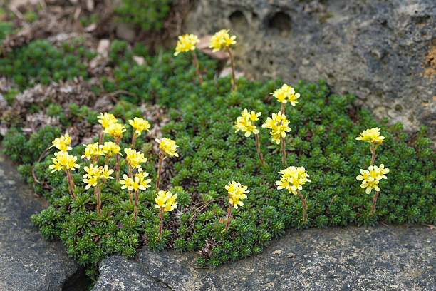 istock Yellow saxifrage flowers on the rock 520775246