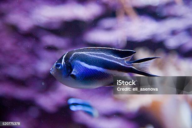 Bellus Angelfish Genicanthus Bellus Stock Photo - Download Image Now - Animal, Animal Fin, Animal Themes