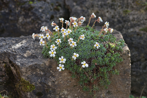 Beautiful blooming white saxifrage flowers covering the rock in homemade garden.
