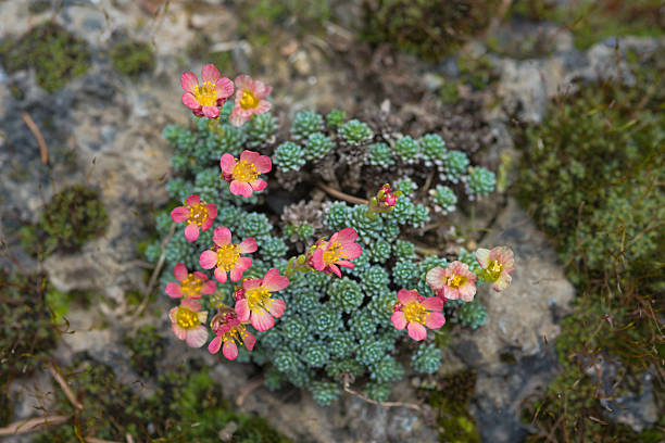 Beautiful blooming red saxifrage flowers covering the rock in homemade garden.
